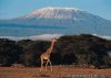 Aabikombi Tanzania Safaris | Arush, Tanzania