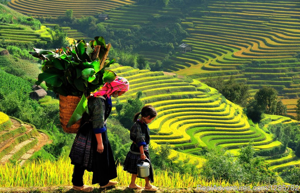 Rice paddy terrace in Sapa town | Hanoi Sapa Halong Bay Itinerary Discovery | Image #5/5 | 