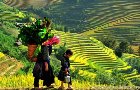 Rice paddy terrace in Sapa town