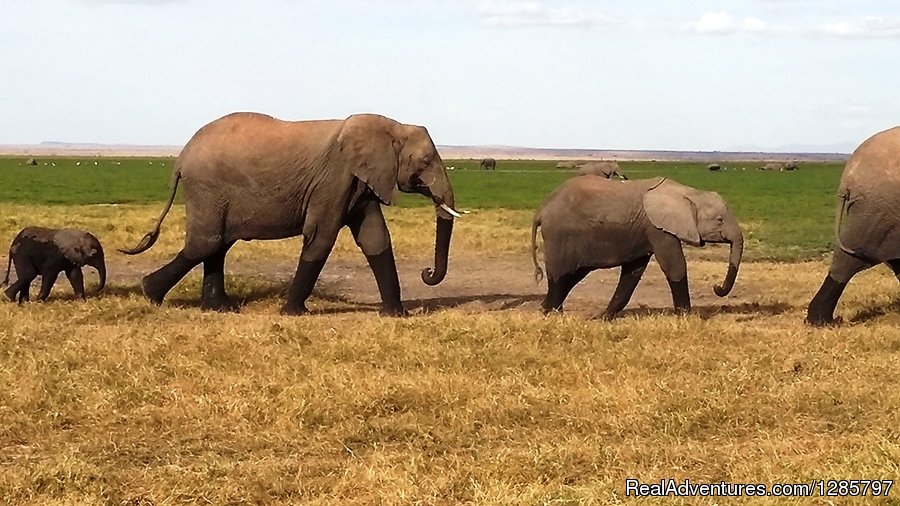 Day tour Lake Manyara National Park | 4Day Safari to see Big 5 | Image #2/4 | 