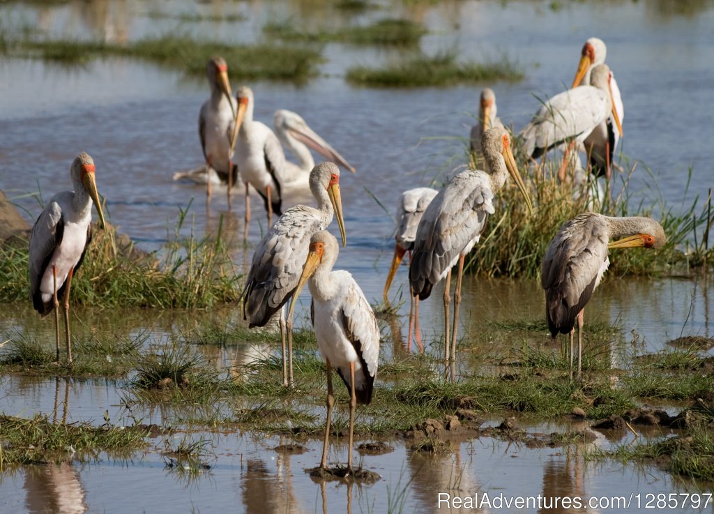 Masai Jungle Day tour at Lake  Manyara | 4Day Safari to see Big 5 | Image #4/4 | 