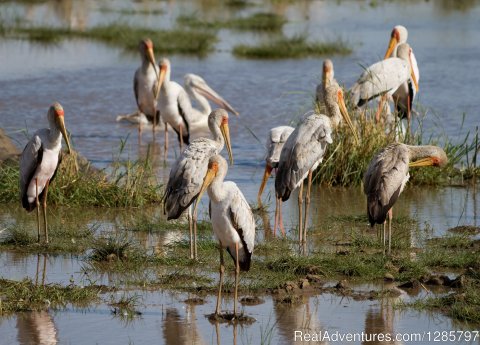 Masai Jungle Day tour at Lake  Manyara