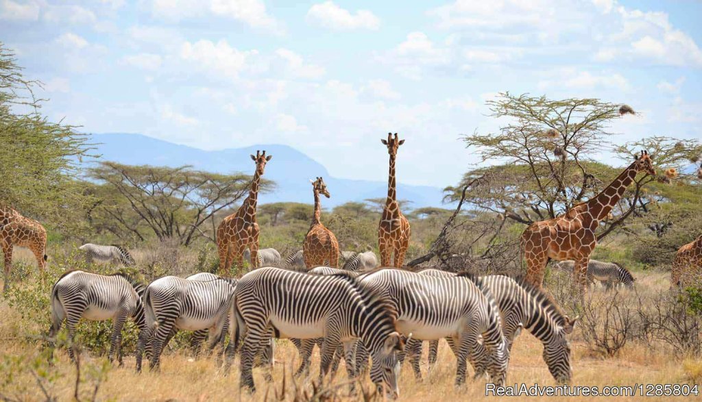 Open Trip Tanzania | Image #13/16 | 