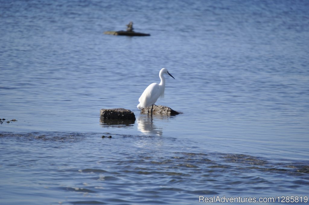 You'll Discover The Enormous Abundance Of Wildlife | Guided Kayak Tour In Ria Formosa From Faro | Image #4/5 | 