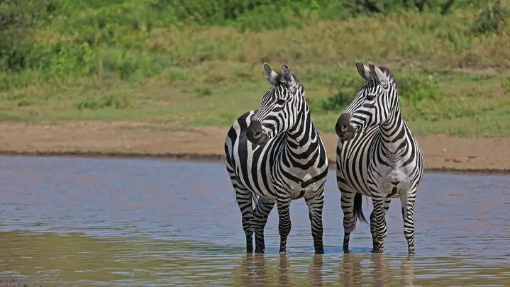 Zebra | Meru Slopes Tours & Safaris | Image #3/3 | 