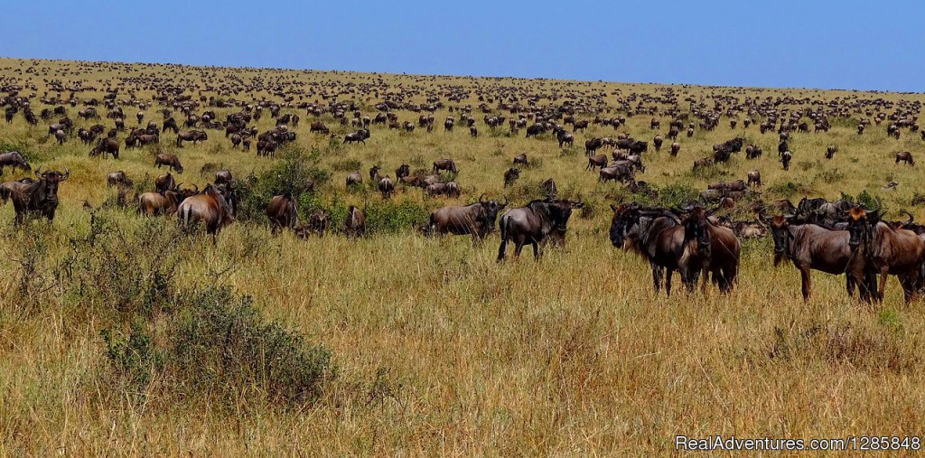 Day 4: Ngorongoro Crater To Lake Manyara | 5 Days Tarangire,serengeti,ngorongoro&manyarara | Image #2/4 | 