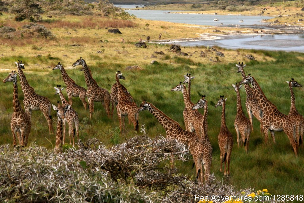 Day 4: Ngorongoro Crater To Lake Manyara | 5 Days Tarangire,serengeti,ngorongoro&manyarara | Image #3/4 | 