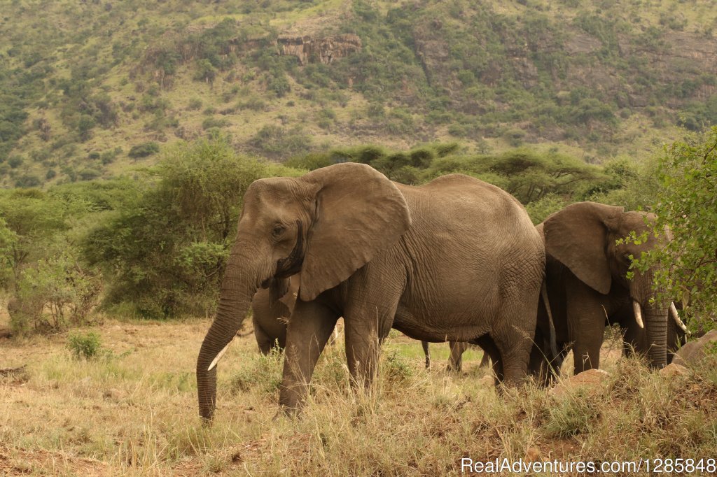 Day 4: Ngorongoro Crater to Lake Manyara | 5 Days Tarangire,serengeti,ngorongoro&manyarara | Image #4/4 | 