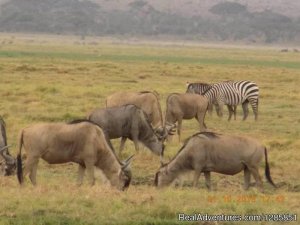 Holiday Tour Packages | Nairobi, Kenya | Sight-Seeing Tours