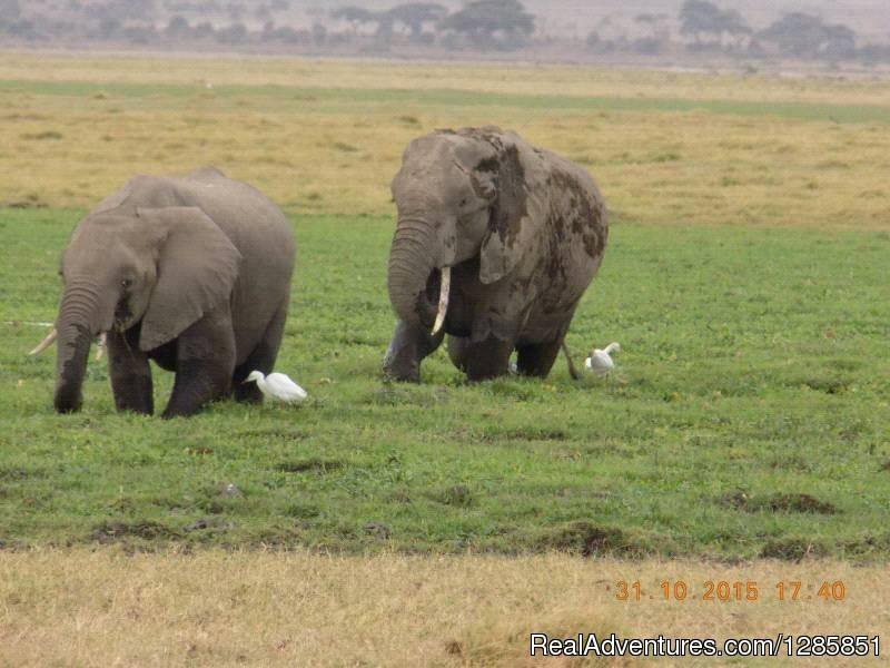 Maasai Mara Safari | Holiday Tour Packages | Image #3/6 | 