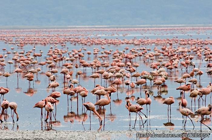 Lake nakuru | Holiday Tour Packages | Image #5/6 | 