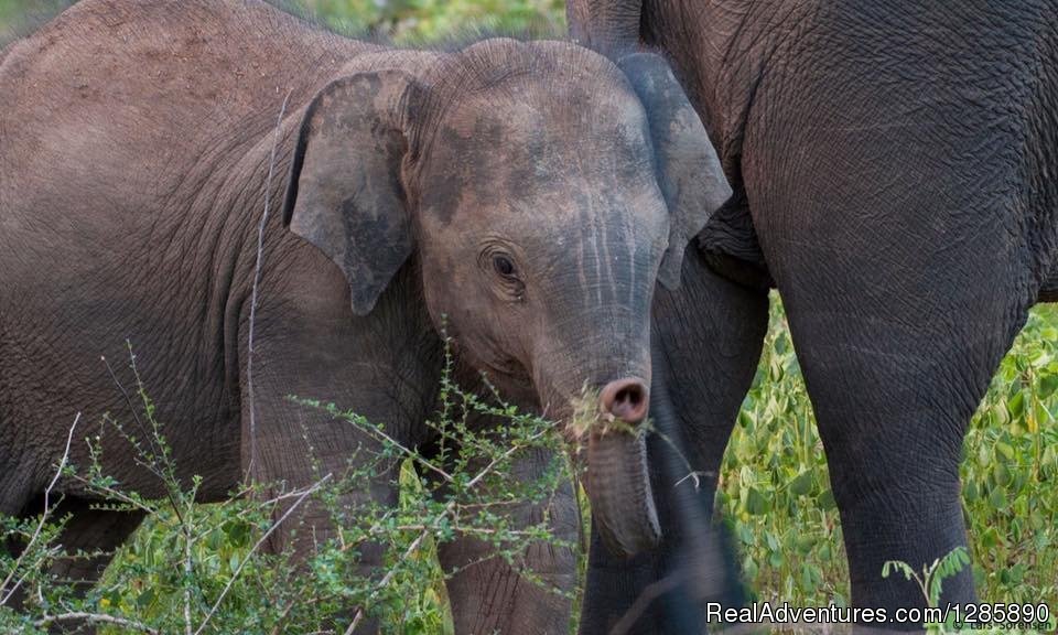 Visit Sri Lanka | Image #3/10 | 