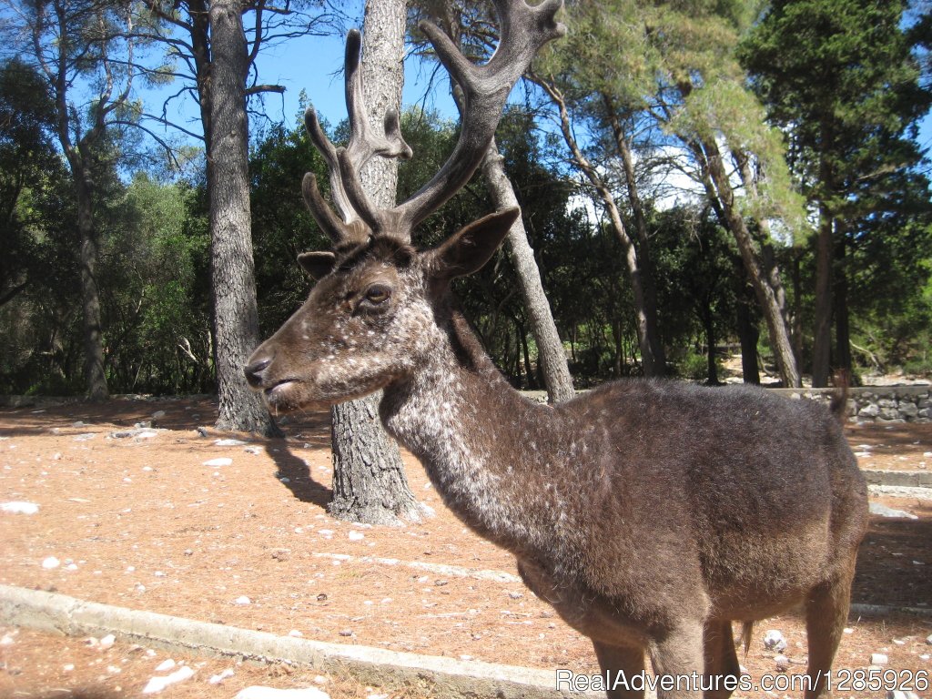 Apartment Korcula old town  Croatia | Image #15/16 | 