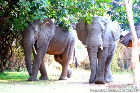 Wild visitors in the camp