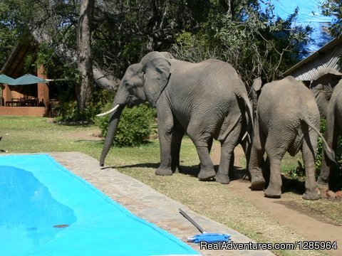 Elephants enjoying our previous pool | Affordable Safari Holidays at Croc Valley Camp | Image #9/22 | 