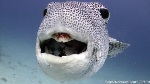 Giant Puffer Fish, Racha Yai