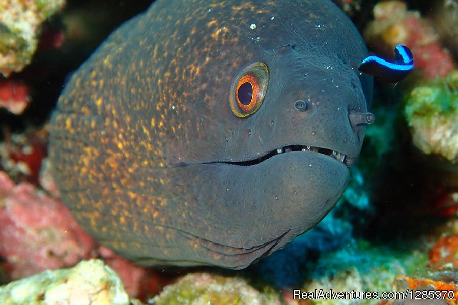 Yellow Edged Moray At Shark Point, Phuket | Scuba Diving In Phuket With The Local Experts | Image #10/16 | 