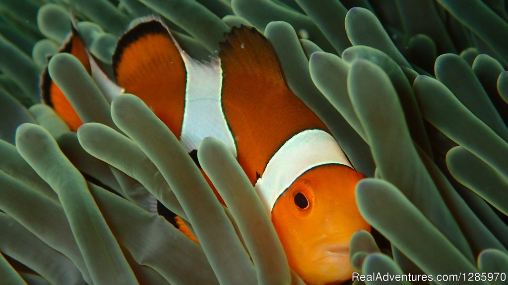 We Can See You | Scuba Diving In Phuket With The Local Experts | Image #14/16 | 