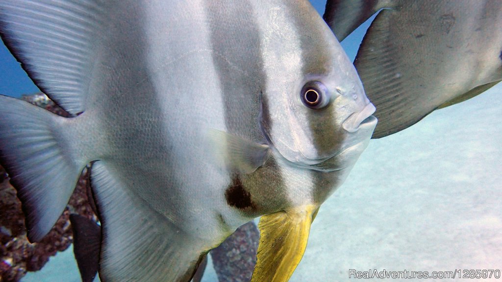 Longfin Batfish At Racha Yai | Scuba Diving In Phuket With The Local Experts | Image #15/16 | 