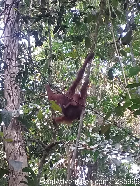 Trekking In Kutai National Park