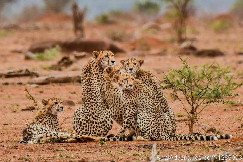 Lioness Protecting Het Buffalo Kill