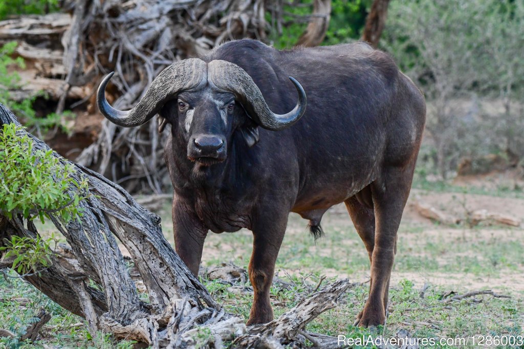 Friendly Experienced Guides | Private Kruger Park Open Vehicle Safaris | Image #11/16 | 