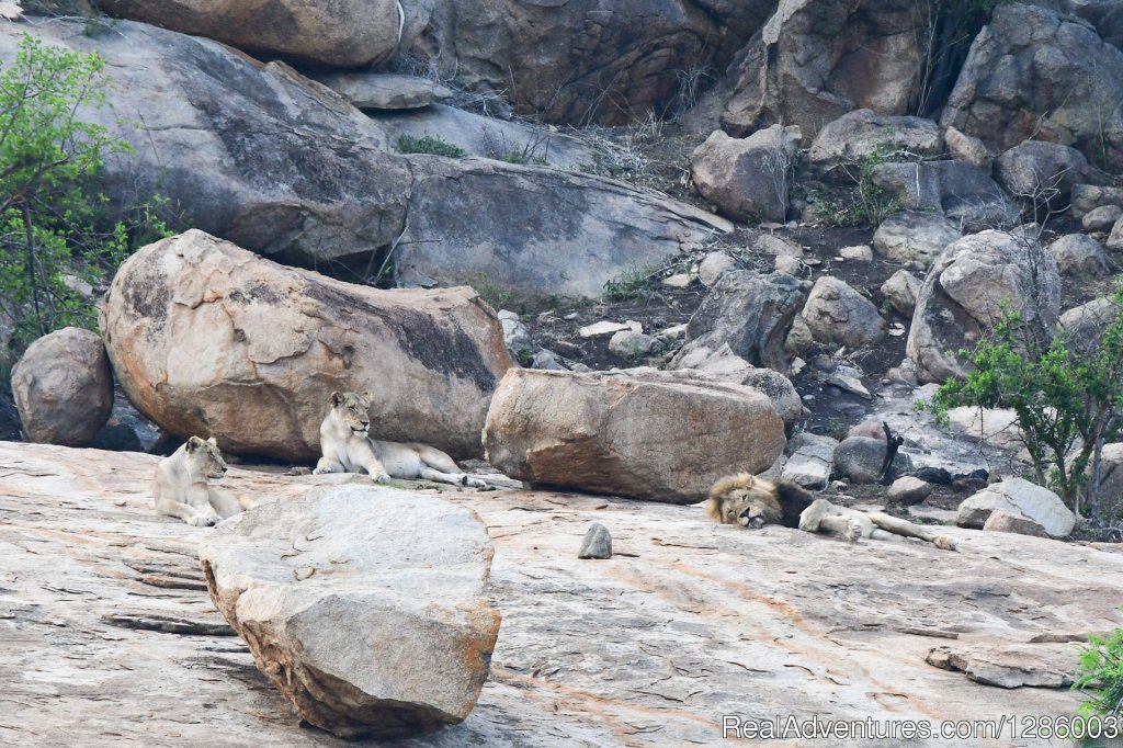 Lions on a hill | Private Kruger Park Open Vehicle Safaris | Image #16/16 | 