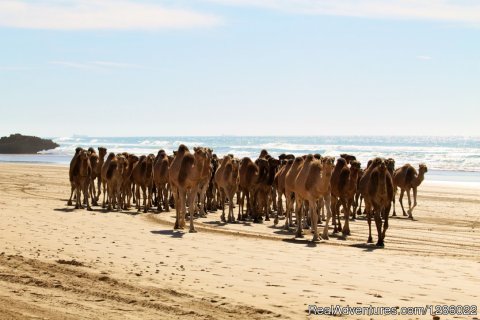 Moroccan Camels