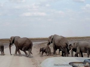 Wilderbeest Migration Safaris