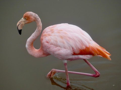 Flamingo