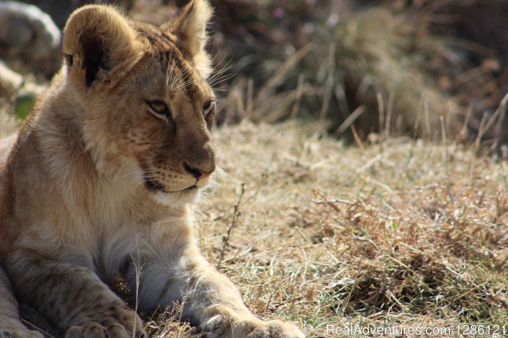 Ngorongoro Crater | Safe and fun Adventure | Image #5/22 | 