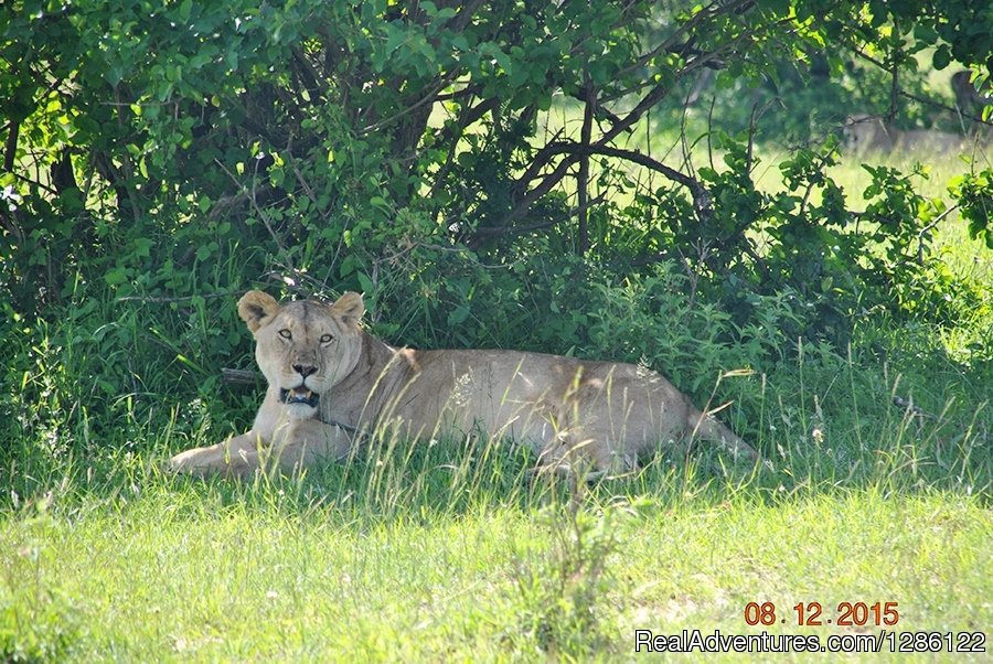 African Jambo Safaris | Image #8/8 | 