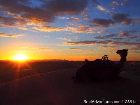 Camel Ride