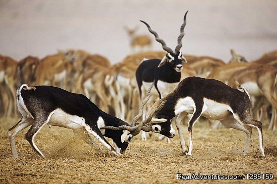 Jodhpur Trip | nature: Eco Tours | Image #2/9 | 