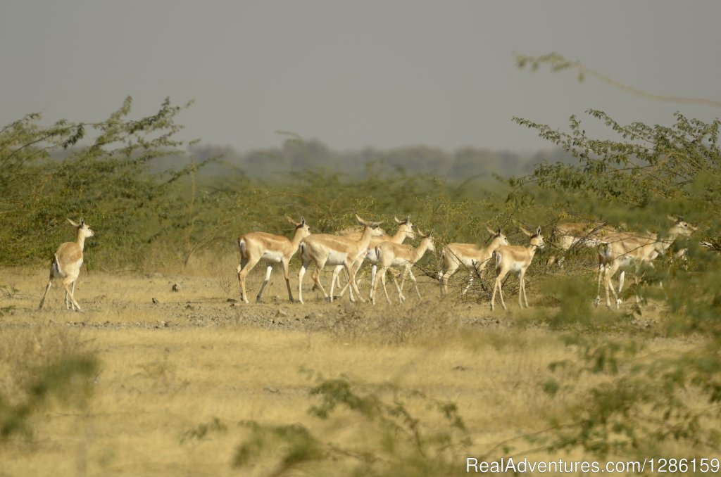 Jodhpur Trip | nature: Eco Tours | Image #3/9 | 