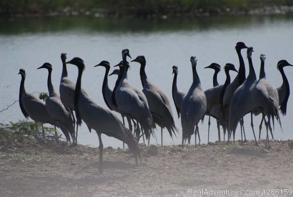 Jodhpur Trip | nature: Eco Tours | Image #9/9 | 