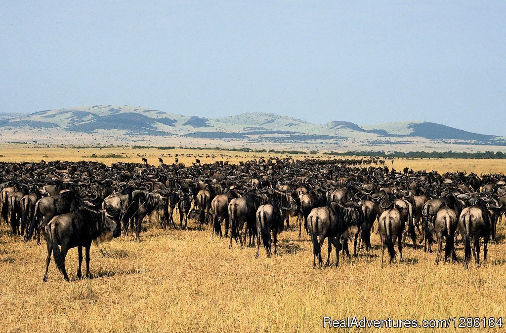 Balloon Safari Tanzania | 5 Days Tanzania lodge Safari | Image #7/7 | 