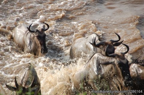 Serengeti Migration