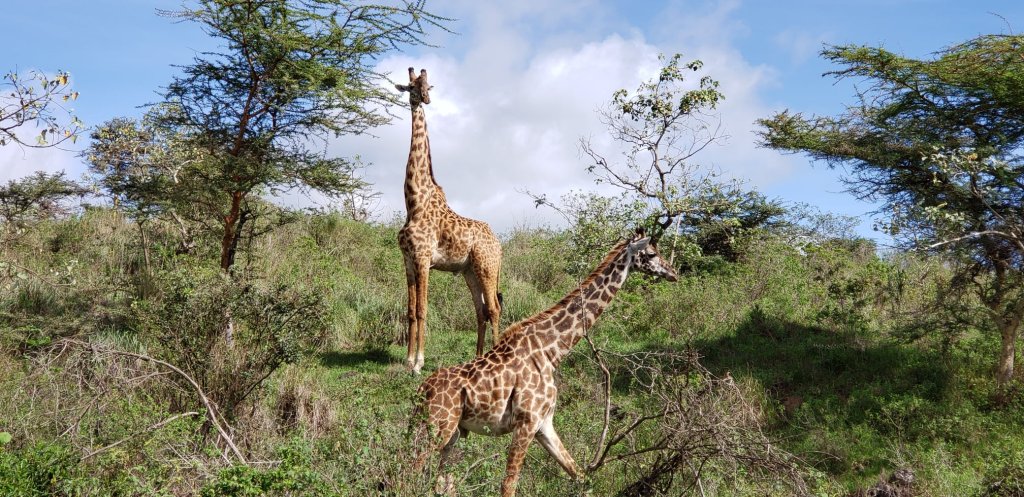 Discover Tanzania 10 Days Safaris | Image #3/9 | 