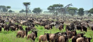 Discover Tanzania 10 Days Safaris | Arusha, Tanzania | Wildlife & Safari Tours