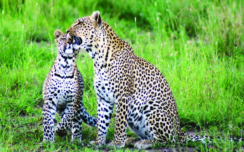 Discover Tanzania 10 Days Safaris | Image #7/9 | 