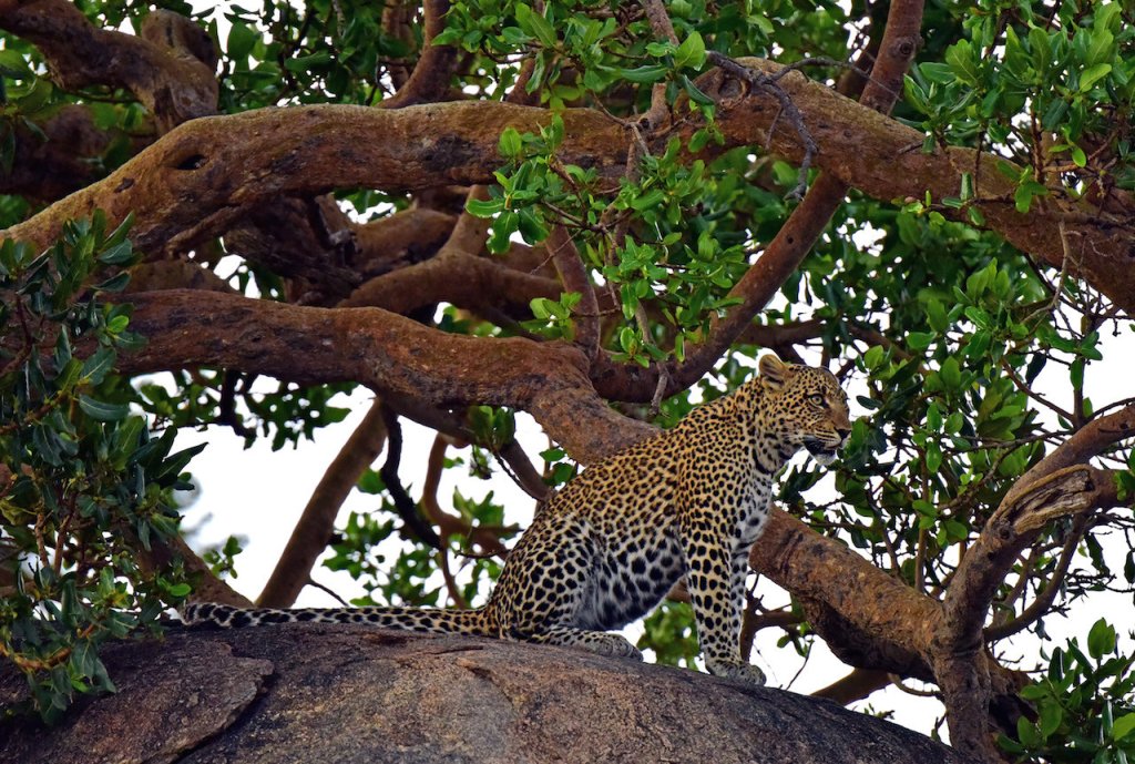 Discover Tanzania 10 Days Safaris | Image #8/9 | 