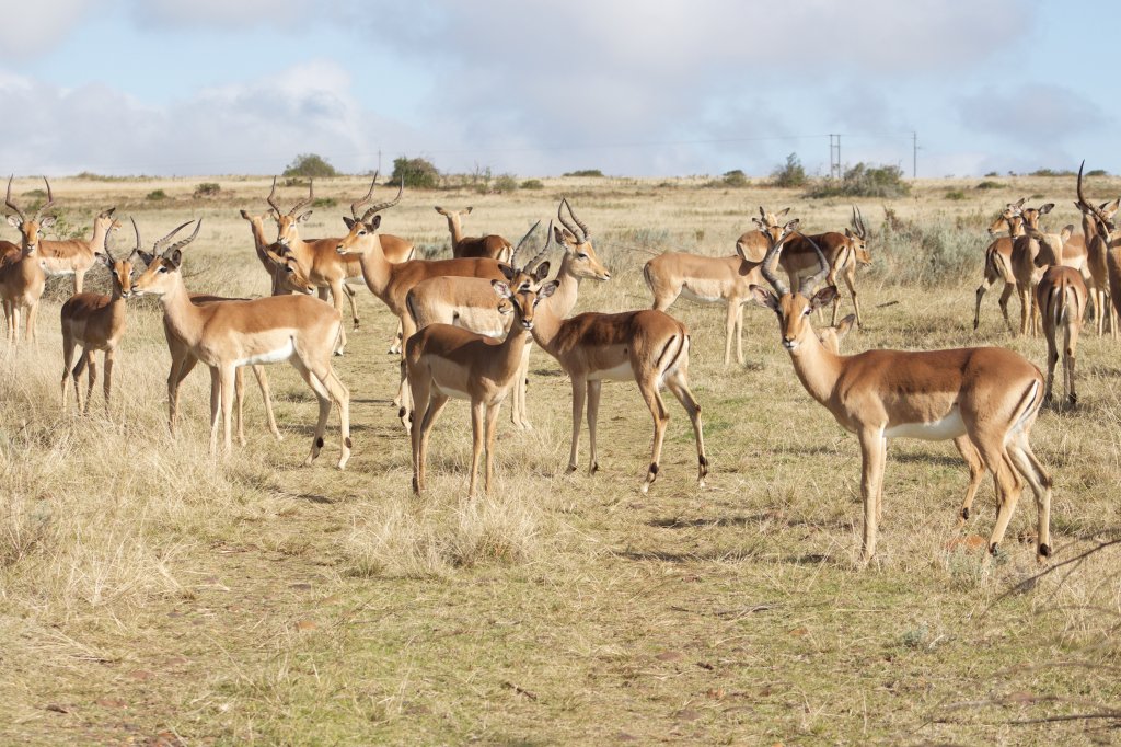 Wildlife Volunteer - Nkonzo Wildlife | Image #5/8 | 