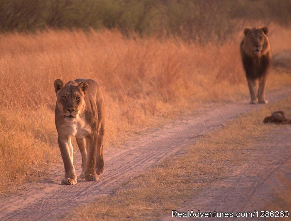 New Adventure Safaris | Arusha, Tanzania | Sight-Seeing Tours | Image #1/9 | 