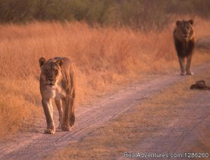 New Adventure Safaris | Arusha, Tanzania | Sight-Seeing Tours