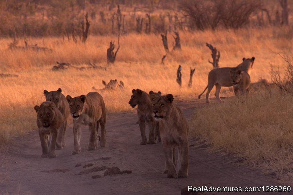 New Adventure Safaris | Image #9/9 | 