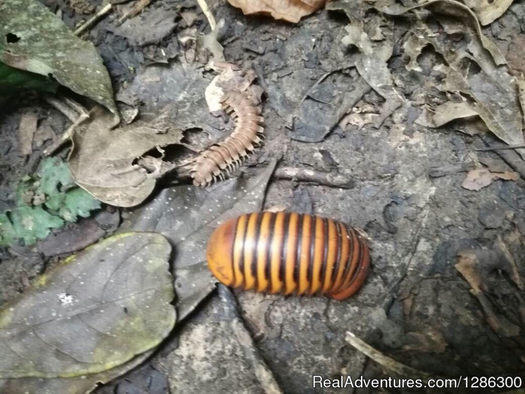 Other animals we can see in jungle | Borneo wild Orangutan Tour | Image #4/4 | 