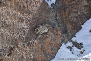 Snow Leopard Expedition