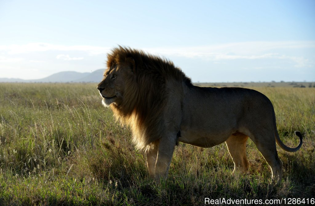 'Serengeti Big cats safaris' | 7 Days Amazing Tanzania Wilderness Safari | Arusha, Tanzania | Wildlife & Safari Tours | Image #1/1 | 