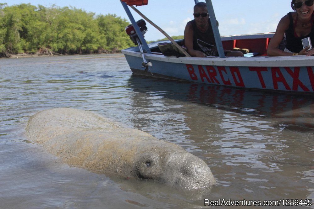 Barra de Mamanguape, reproduction reserve of manatee | discover the authentic Brazil | Image #3/21 | 